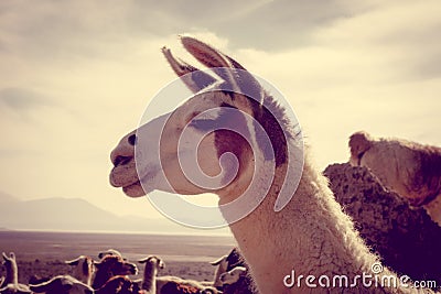 Lamas herd in Bolivia Stock Photo