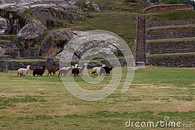 Lamas at the walls of the Sacsayhuaman fortress Stock Photo