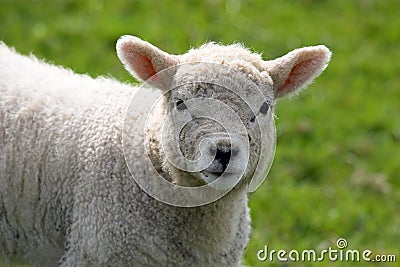 Lamb Stock Photo