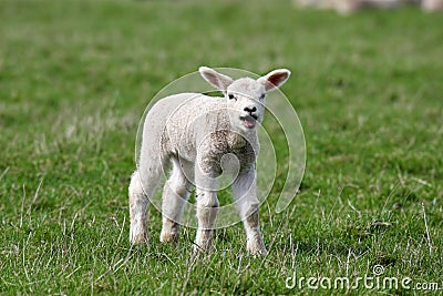 Lamb Stock Photo