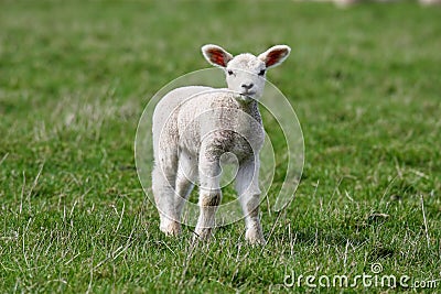 Lamb Stock Photo