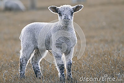 Lamb Stock Photo