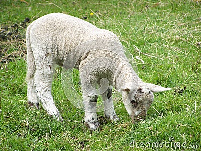 A lamb grazes in a field Stock Photo