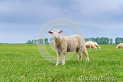 lamb grazes on a green field on a sunny day in summer Stock Photo