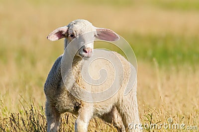 Lamb Grazes in a Meadow, Lamb in a field Stock Photo