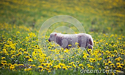 A lamb grazes on a spring meadow with a sunny day Stock Photo