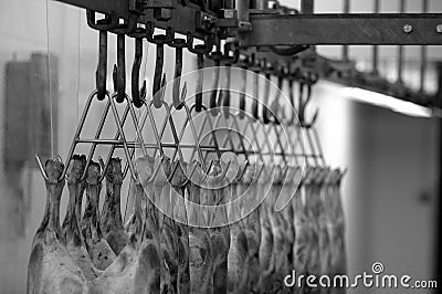 Lamb hanging at the butcher`s Stock Photo