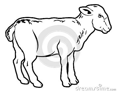 Lamb Vector Illustration