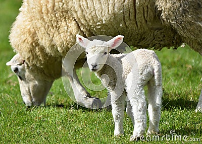 Lamb with its mother Stock Photo