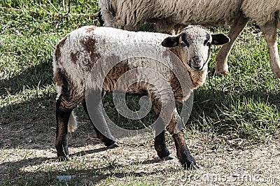 A lamb on the land Stock Photo