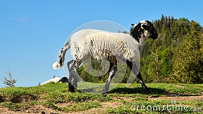 Lamb in a mountain pasture Stock Photo