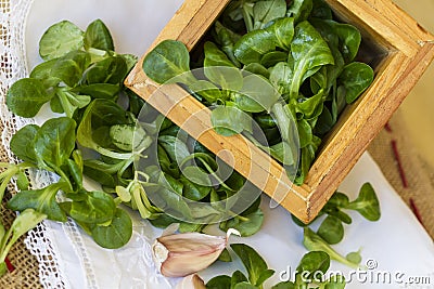 Lamb's lettuce in wooden box Stock Photo