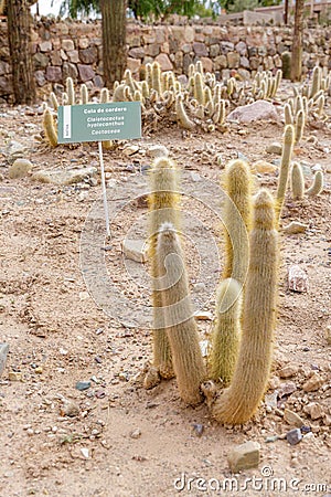 Lamb's Tail Cactus (Cleistocactus hyalacanthus) in the high altitude botanical garden in Tilcara. Stock Photo