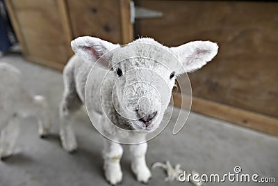 Lamb on a shearing farm Stock Photo