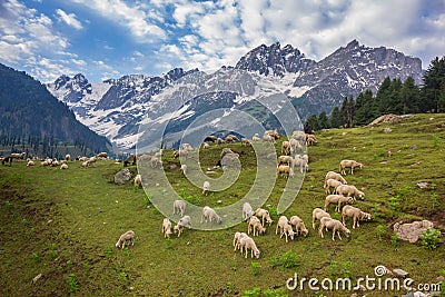 Lamb in Spring time Stock Photo