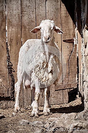 Lamb standing in front of a wooden barn door Stock Photo