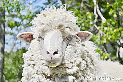 The lamb walks in the park before cutting the wool Stock Photo