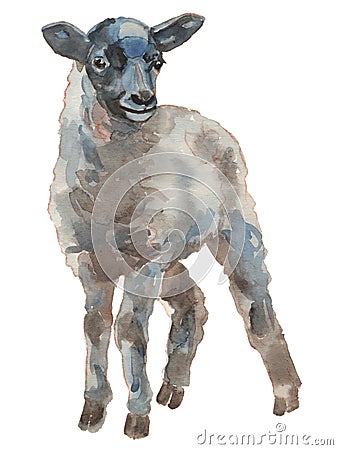 The lamb watercolor hand painted illustration Cartoon Illustration