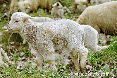 Young Lamb Stock Photo