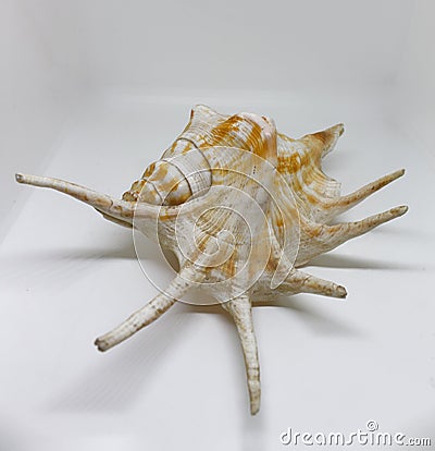 Giant Spider Conch on a white background Stock Photo
