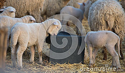 Lambs drinking water in spring time Stock Photo