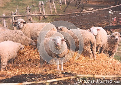 Lambs at feeding on the farm Stock Photo