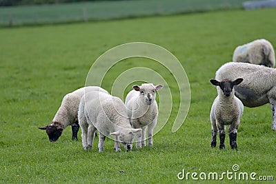 Lambs in field, Abbotsbury Stock Photo