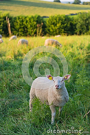 Lambs in French landscape Stock Photo