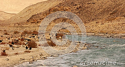 Lambs go on the Pamir highway. Tajikistan. Flocks of tired sheep are returning home along the river. Editorial Stock Photo