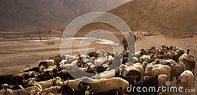 Lambs go on the Pamir highway. Tajikistan. Flocks of tired sheep are returning home along the stony Pamir road Editorial Stock Photo