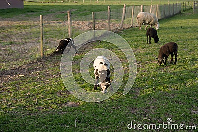 Lambs in the meadow eating grass Stock Photo