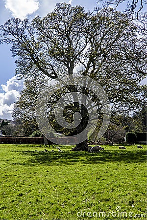 Lambs and sheep in the shade of a tree Stock Photo