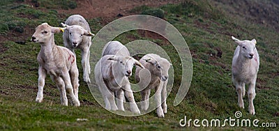 Lambs on South West Coast Path at Hope Cove Devon Stock Photo