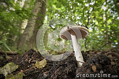 Lamellar fungus in undergrowth of beech woods in Etna Park, Stock Photo