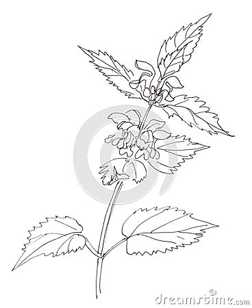 Lamium album, commonly called white nettle or white dead-nettle, graphic black and white sketch on white background Cartoon Illustration