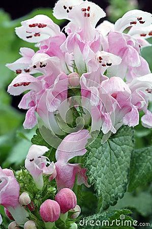 Macro of Lamium maculatum 'Pink Pewter' Flowers Stock Photo