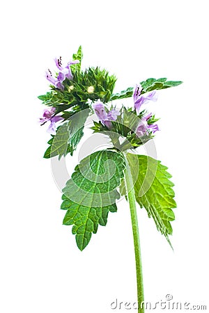 Lamium purpureum Stock Photo