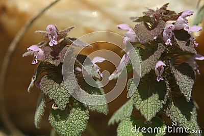 Lamium purpureum, Red or Purple Deadnettle Stock Photo