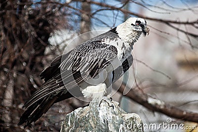 Lammergeier, Bearded Vulture, Gypaetus barbatus Stock Photo