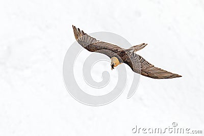 Lammergeier or Bearded Vulture, Gypaetus barbatus, flying bird above rock mountain. Rare mountain bird, fly with snow, animal in Stock Photo