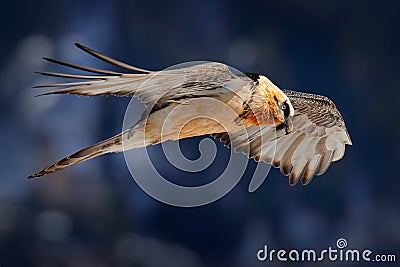 Lammergeier or Bearded Vulture, Gypaetus barbatus, flying bird above rock mountain. Rare mountain bird, fly with snow, animal in Stock Photo