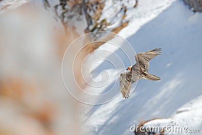 Lammergeier or Bearded Vulture, Gypaetus barbatus, flying bird above rock mountain. Rare mountain bird, fly with snow, animal in Stock Photo