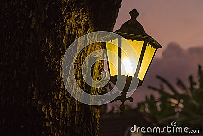 Lamp Hanging From Tree Stock Photo