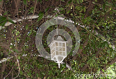 Lamp on the tree summer veranda overgrown with lanterns hanging from tree Stock Photo