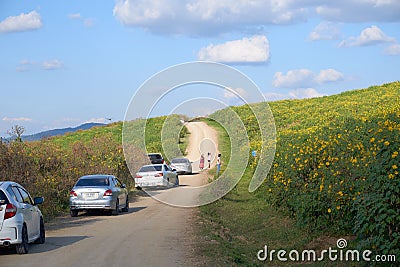 Many tourist are riding cars at Tung Bua Tong Mexican sunflower field in EGAT Editorial Stock Photo