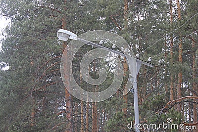 The lamppost in winter park 30423 Stock Photo