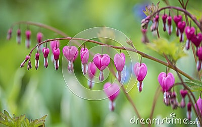 Lamprocapnos spectabilis ,bleeding hear Stock Photo