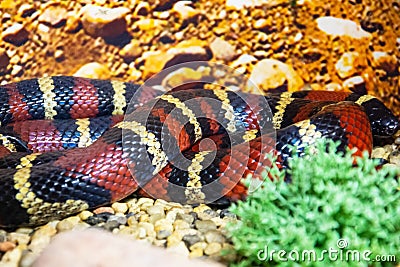 Lampropeltis triangulum elapsoides writhing body with stripes Stock Photo