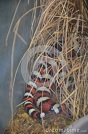 Lampropeltis triangulum sinaloe in the zoo Stock Photo