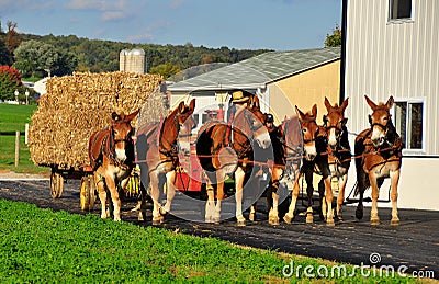 Lancaster County, PA: Amish Farmer with Donkeys Editorial Stock Photo